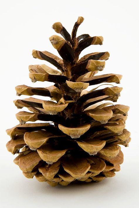 Pinecone Photo, Pine Cone Drawing, Pine Cone Art, نباتات منزلية, Arte Inspo, Seed Pods, Natural Forms, Pine Cone, Christmas Watercolor