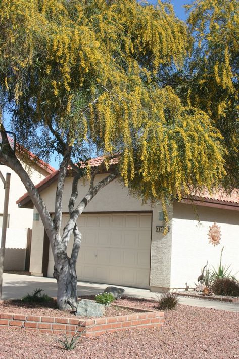 Wattle Tree, Henley Homes, Plant Images, Food Forest, Blue Leaves, House Ideas, Trees, Forest, Plants