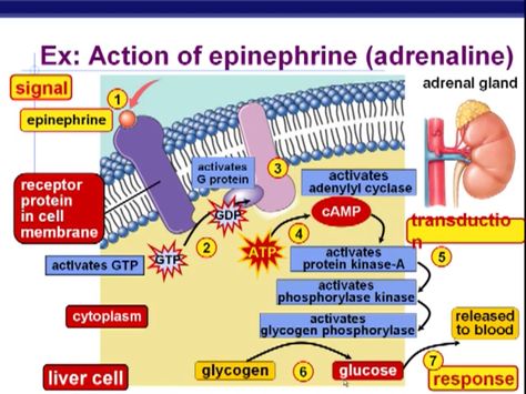 Example of signal-transduction pathway  Epinephrine Hormones Nursing, Endocrine System Hormones, Cell Signaling, Signal Transduction, Plasma Membrane, Biology Classroom, Nursing Mnemonics, Biomedical Science, Chemical Structure