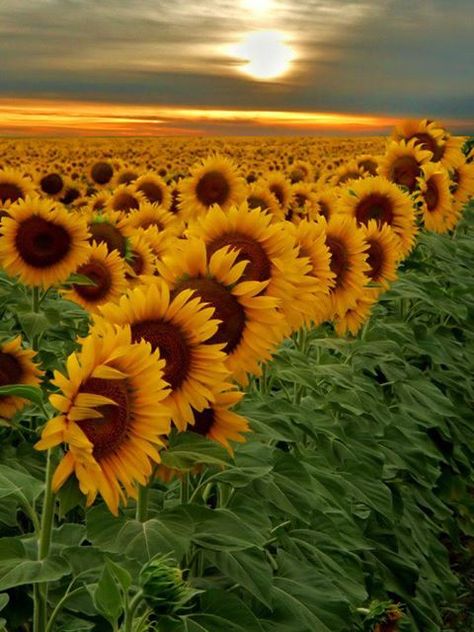 Photo: Sunflowers don't just rejuvenate the soul. Did you know that planting a single crop of sunflowers can return barren soil to fertility?   <3 Dream Catchers Matka Natura, Sunflower Fields, Alam Semula Jadi, Flower Field, Love Flowers, Nature Beauty, Pretty Flowers, The Words, Pretty Pictures