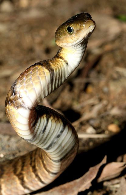 Mountain Water Snake (Sinonatrix percarinata) Biology Photography, King Cobra Snake, Snake Photos, Water Snake, Poisonous Snakes, Snake Bite, Cobra Snake, Reptile Snakes, Beautiful Snakes