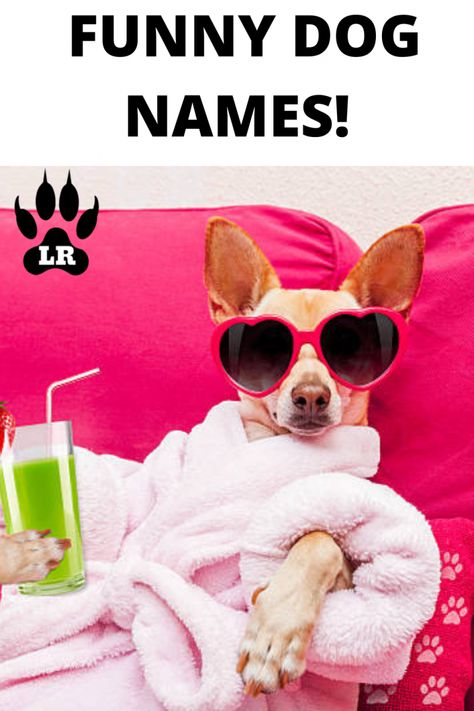 100+ Funny Dog Names | Labrottie.com Funny Dog Names Boy, Funny Girl Dog Names, S Boy Names, Puppy Girl Names, Boy Puppy Names, Funny Dog Names, Dachshund Puppy Funny, Boy Dog Names, Girl Dog Names