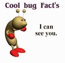 Cool Bug Facts, Bug Facts, Deez Nuts Jokes, Juju On That Beat, Cool Bugs, Roblox Memes, Funny Animal Memes, Lose My Mind, Funny Me