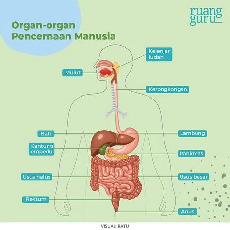 Apa Saja Sistem Pencernaan pada Manusia? | Biologi Kelas 8 Science Diagrams, Kartu Tarot, Sistem Pencernaan, Notes Ideas, Mecca Wallpaper, Classroom Rules, Nurse Life, Ipa, Drawing For Kids