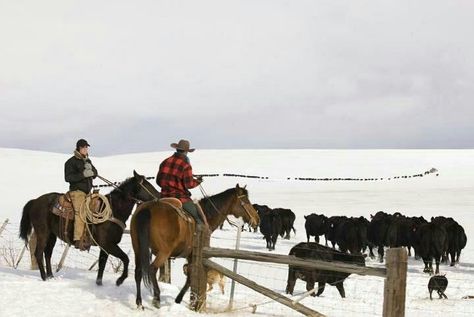 Cowboy Ranch Aesthetic, Wyoming Ranch, Herding Cattle, Visit Montana, Cattle Ranch, Cowboy Pictures, Montana Homes, Real Cowboys, Classic Cowboy