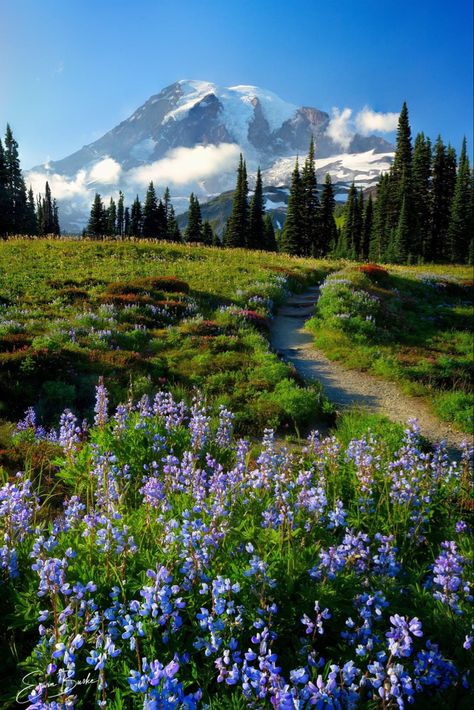 Mountainscape Photography, Mountain Core, Happy Trail, Scenic Pictures, Beautiful Landscape Photography, Beautiful Scenery Pictures, Colourful Art, Mt Rainier, Landscape Photography Nature