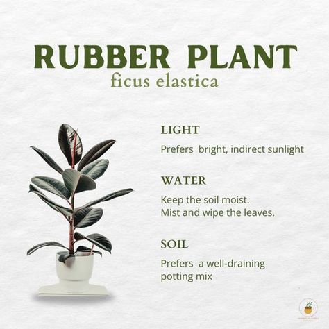 🌿 Rubber Plant (Ficus Elastica) Care Guide 🌿 The Rubber Plant is a stunning addition to any indoor garden with its glossy leaves and easy-going nature. Here's how to keep your Rubber Plant thriving! 🌱✨ Light: • Prefers bright, indirect sunlight. Water: • Keep the soil moist. • Mist and wipe the leaves to keep them clean and healthy. Soil: • Prefers a well-draining potting mix. With these simple care tips, your Rubber Plant will flourish and add a touch of elegance to your home. Happy pla... Rubber Plant Living Room, Rubber Plant Indoor, Rubber Plant Care, Safe House Plants, Plant Obsession, Healthy Soil, Tropical House Plants, Zebra Plant, Tiny Garden