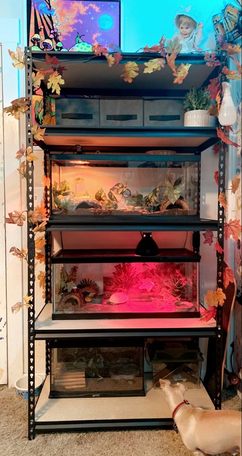 Shelving For Reptiles, Reptile Stand Ideas, Reptile Setup Ideas, Reptile Tank Stand Ideas, Reptile Shelves, Reptile Shelf, Reptile Setup, Tiger Enclosure, Leopard Gecko Diy