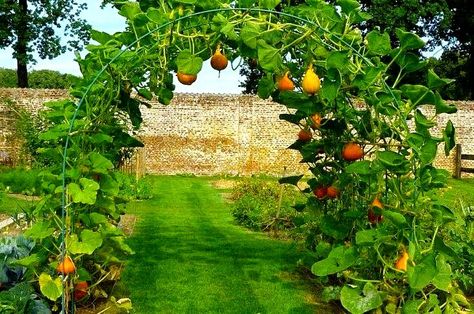 Two Men and a Little Farm: PUMPKIN TRELLIS, INSPIRATION THURSDAY Pumpkin Spaghetti, Pumpkin Trellis, Diy Garden Trellis, Pumpkin Garden, Backyard Garden Layout, Rustic Backyard, Growing Pumpkins, Garden Vines, Small Backyard Gardens