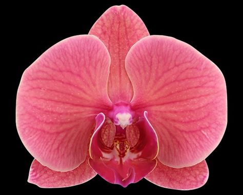 Orchid Aesthetic, Orchid Photography, Nothing But Flowers, Pink Orchids, Orchid Flower, Exotic Flowers, Love Flowers, Flower Tattoos, Pretty Flowers