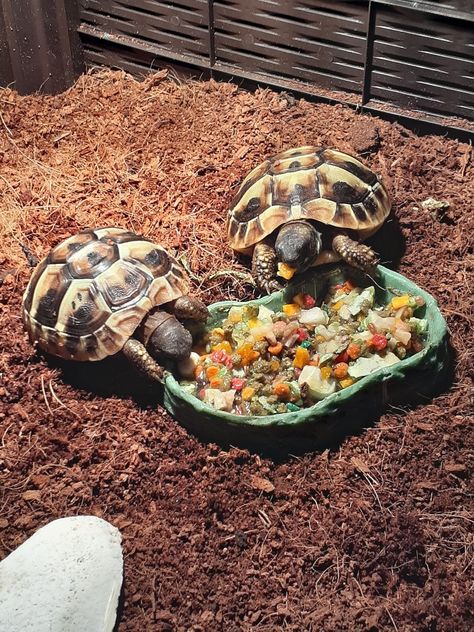 Herman’s Tortoise, Herman Tortoise, Hermanns Tortoise, Hermann Tortoise, Omari Hardwick, Russian Tortoise, Baby Tortoise, Living Art, Cute Turtles