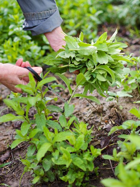 How to grow mint - tips - But NEVER plant it in the ground unless it is an isolated bed How To Plant Mint, Mint In Pots, Types Of Mint Plants, How To Grow Mint, Corsican Mint, Grow Mint, Growing Mint, Pineapple Mint, Fairy Garden Furniture