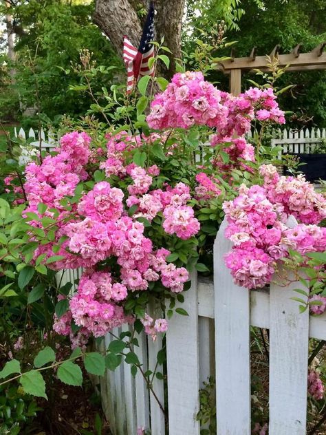 Beautiful Ways To Train And Support Rambling Roses – Susan Rushton Hillside Gardening, Rambling Roses, Rose Cuttings, Rambling Rose, Wooden Trellis, Wrought Iron Fences, Wooden Pergola, Be Encouraged, Growing Roses