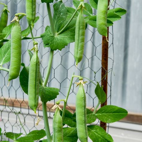 How to Grow Peas in Your Home Garden - Attainable Sustainable® How To Grow Snap Peas, Peas Planting, Pea Trellis Ideas, Snap Pea Trellis, Snap Peas Garden, How To Grow Peas, Pea Garden, Grow Peas, Backyard Raised Garden