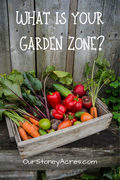 Permaculture, Planting Vegetables, Starting A Vegetable Garden, Garden Inspo, Permaculture Gardening, Organic Vegetable Garden, Starting A Garden, Food Garden, Grow Your Own Food