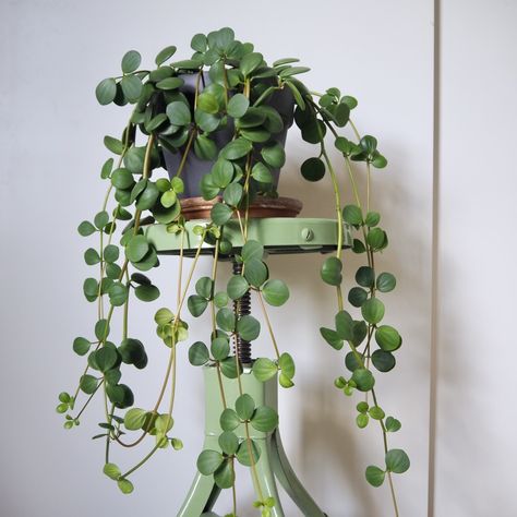 Keeping my Peperomia hope alive – HOUSEPLANTHOUSE Peperomia Hope, Peperomia Plant, Plant Goals, Hanging Plants Indoor, Plant Aesthetic, Plant Mom, Large Plants, Plant Lady, Home Decor Tips