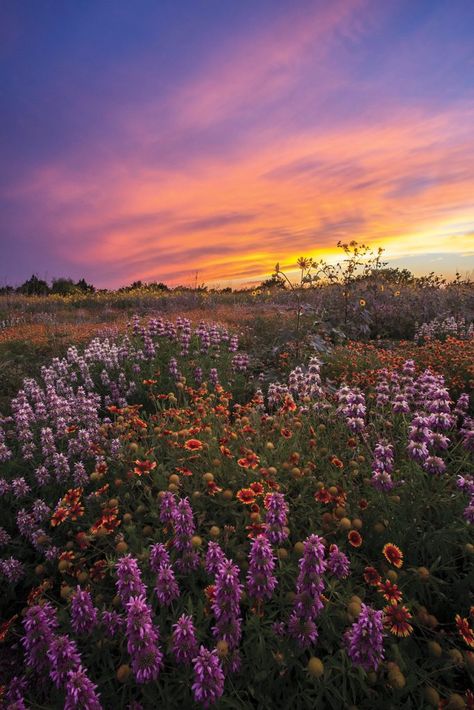 Nature, Exotic Flowers, Pretty Sights, Indian Paintbrush, Nothing But Flowers, Pretty Landscapes, Rare Flowers, Pretty Sky, Landscape Pictures