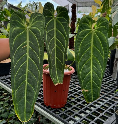 🪴🍃 Anthurium Warocqueanum “The charm of anthurium never fails to captivate! 🌸✨ With its elegant leaves and stunning colors, anthurium is the perfect symbol of natural beauty for your home. Who could resist its allure? 💚 #anthuriumbeauty #houseplantlove #indoorplants” #anthurium #anthuriumlove #anthuriumplant #anthuriumcollection #anthuriumbeauty #rareanthurium #anthuriumindo #anthuriumobsession #exoticplants #indoorplants #houseplants #houseplantclub #tropicalplants #rareplants #anthuriumfo... Anthurium Warocqueanum, Anthurium Plant, Exotic Plants, Rare Plants, Tropical Plants, Indoor Plants, House Plants, Fails, Natural Beauty