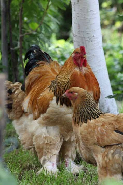 King of all Buff Brahma Chicken, Best Chicken Breeds, Hen With Chicks, Chicken Hatching, Brahma Chicken, Hen And Chicks, Mother Hen, Chicken Pictures, Fancy Chickens