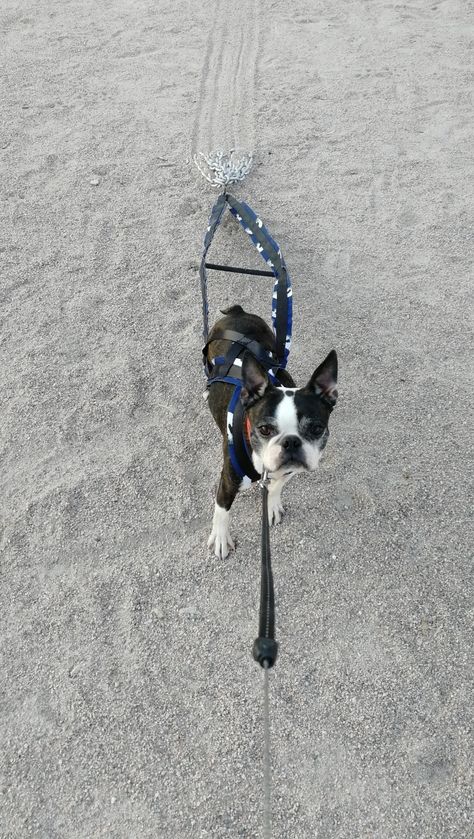 Dog weight pulling harness Weight Pulling Dog, Toy Dogs, Dog Weight, Dog Things, Sporting Dogs, Working Dogs, Small Dog, Dog Harness, Rottweiler