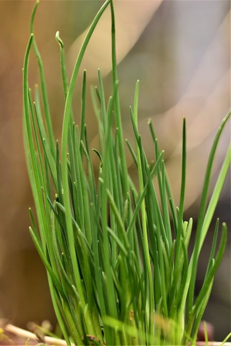 How to Plant, Grow, and Harvest Chives - Harvest to Table How To Grow Chives, Grow Chives, Growing Chives, Chives Plant, How To Grow, To Grow, Step By Step, Plants