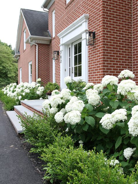 Front Of House Landscape Ideas Hydrangea, Hydrangeas And Boxwoods Front Yard, Incrediball Hydrangea And Boxwood, Brick House Hydrangeas, Red Brick House Hydrangeas, Invincible Wee White Hydrangeas, Evergreens And Hydrangeas, Hydrangea And Evergreen Landscaping, Best Hydrangeas For Shade