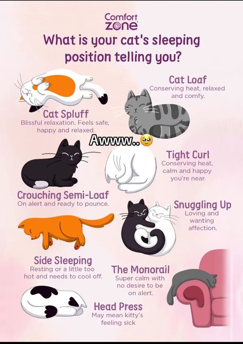 Cat Sleeping Positions Meaning, Vet Medicine, Sick Cat, Cat Whisperer, Cat Language, Cat Drawings, Cat Hacks, Types Of Cats, Cat Care Tips