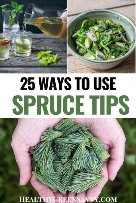 Spruce Tip Recipes: 25 Inspiring Ways to Use Foraged Spruce Tips Grow Forage Cook Ferment, Foraging In Minnesota, Spruce Tips Recipes, Foraged Food Recipes, Spruce Syrup, Alaska Foraging, Doomsday Prepping For Beginners, Spruce Tip Syrup, Foraged Recipes