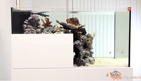 Drop Off Aquarium, Reef Aquascape, Aquascape Ideas, Reefer Madness, My Wish List, Saltwater Tank, Marine Aquarium, All Fish, Reef Aquarium