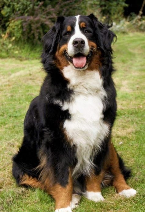 Burnese Mountain Dog, Burmese Mountain Dogs, Bernese Dog, Beautiful Dog Breeds, Big Dog Breeds, Large Dog Breeds, Bernese Mountain, Cute Dogs And Puppies, Bernese Mountain Dog