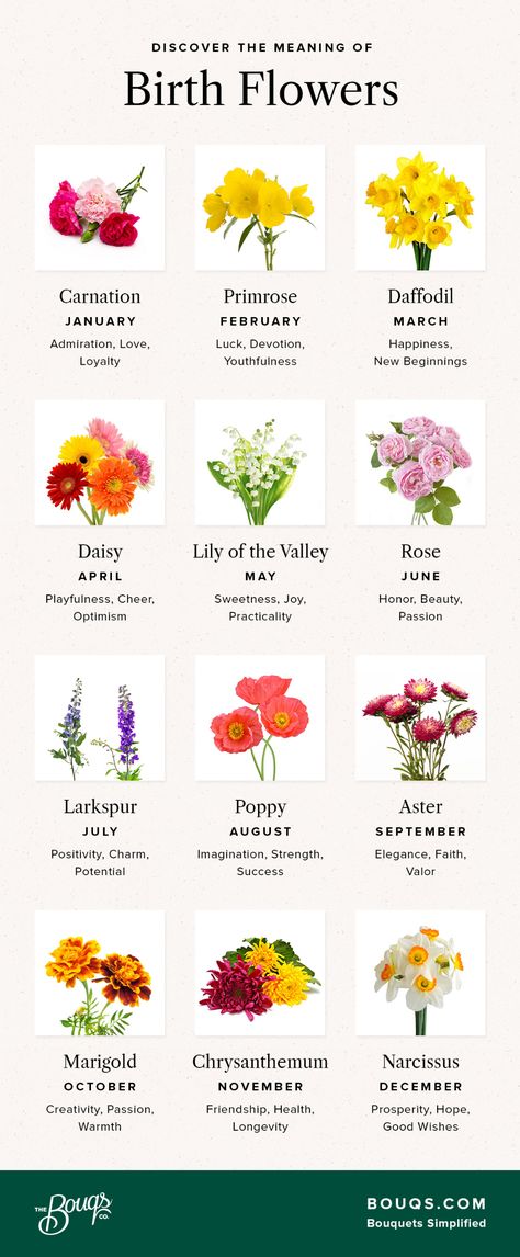 Flowers Chart, حفل توديع العزوبية, September Birth Flower, July Birth Flower, November Birth Flower, March Birth Flowers, January Birth Flowers, September Flowers, Flower Chart