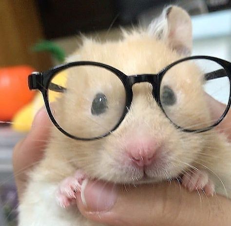 Hamster Pics, Baby Hamster, Funny Hamsters, A Hamster, Cute Small Animals, Cute Rats, Animal Icon, Funny Animal Photos, Cute Hamsters