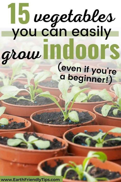 Vegetables To Grow Indoors, Best Vegetables To Grow, Growing Vegetables Indoors, Growing Food Indoors, Growing Vegetables In Pots, Best Vegetables, Indoor Vegetables, Vegetables To Grow, Eating Fresh