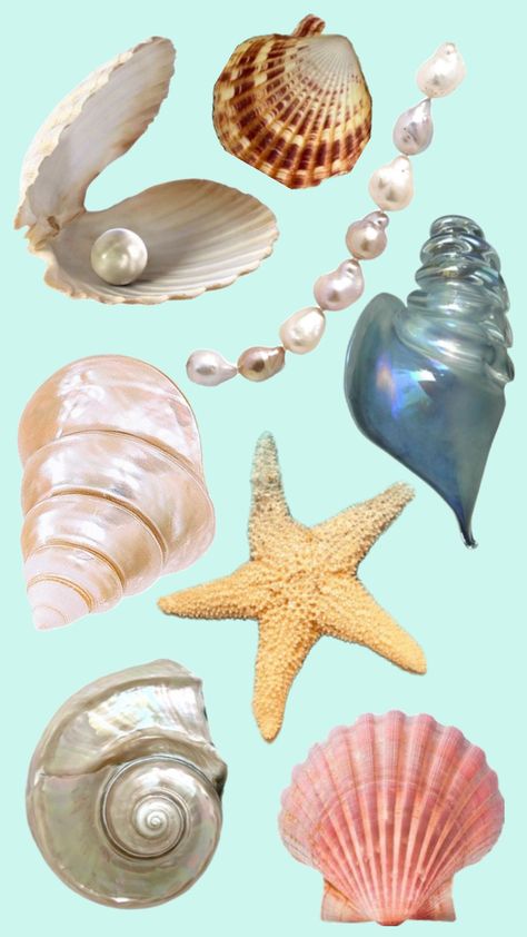 #clams #pearls #seashell #pastel #beach #summer #starfish #collage #pearlescent Clams With Pearls, Pearl Clam, Art Collages, Pastel Beach, Beach Summer, Starfish, Collage Art, Sea Shells, Shells