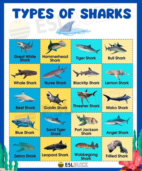 Interesting Types of Sharks and Their Behaviors Sharks Species, Types Of Sea Animals, Shark Identification Charts, Types Of Shark Teeth, Freshwater Sharks, Shark Species Chart, Megamouth Shark, Different Types Of Sharks, Tiger Shark Facts