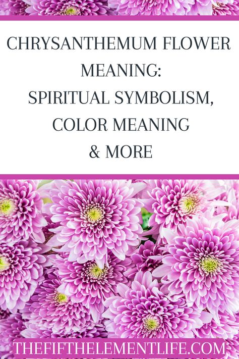 Chrysanthemum Flower Meaning Chrysanthemum Magical Properties, Crysathumums Flower, Chrysanthemum Flower Meaning, Chrysanthemum Meaning, Chrysanthemum Seeds, Flower Symbolism, Purple Time, Spider Mums, Color Symbolism