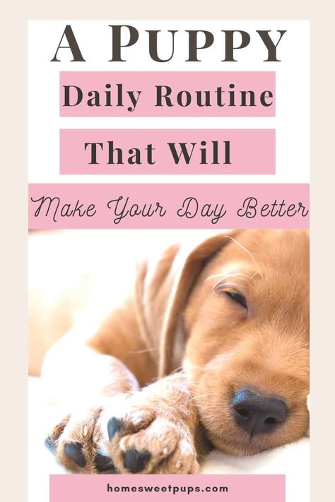 If you have a new puppy or dog boy do I have some helpful dog tips for you dog owners. I want to help you create a puppy routine for exactly what your puppies need. I have tips for ways to make your day better with a puppy routine schedule this will also help with good puppy behaviors. You will see why you need dog care routines so head over to homesweetpups.com to learn more #puppyroutine #dogroutine #dailyschedule #newpuppy #tipsfordogowners Sample Puppy Schedule, New Puppy Routine, New Puppy Training Schedule, What You Need For A Puppy, Puppy Bath Tips, 12 Week Old Puppy Schedule, What You Need For A New Puppy, Puppy Tips Life Hacks, What Do I Need For A New Puppy