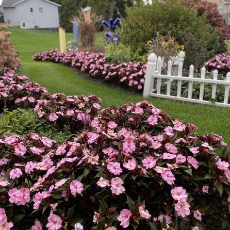 Bloomerang Lilac, Impatiens Flowers, Fast Growing Evergreens, Panicle Hydrangea, Perennial Border, Hydrangea Paniculata, Hardy Perennials, Front Yard Landscaping Design, Shade Plants