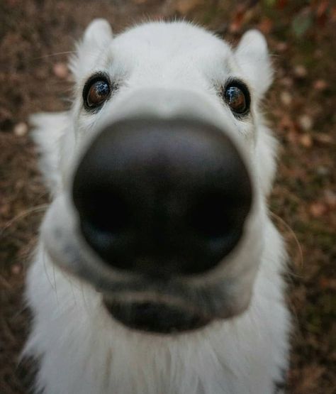 Swiss Shepherd, Healthy Mouth, White Swiss Shepherd, White Shepherd, White German Shepherd, Really Cute Dogs, Pet Day, Dog Sledding, Shepherd Dog