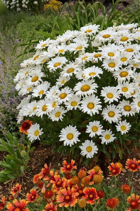 Daisy May Shasta Daisy (Leucanthemum ‘Daisy Duke’) Rose Companion Plants, Shasta Daisy, Hgtv Garden, Growing Tomatoes In Containers, Daisy May, Full Sun Perennials, Sun Perennials, Garden Shrubs, Flowering Shrubs