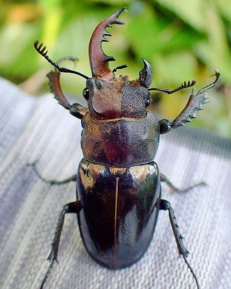 Sarah Folts 🦋 TheButterflyBabe on Instagram: “Check out this super rare bilateral gynandromorph Stag Beetle! The left side is Male and the right side is Female. . Photo: Suzuki Kenji” Rhino Beetle, Wolf Spider, Cool Insects, Bug Collection, Cool Bugs, Stag Beetle, Beautiful Bugs, Creepy Crawlies, Arthropods