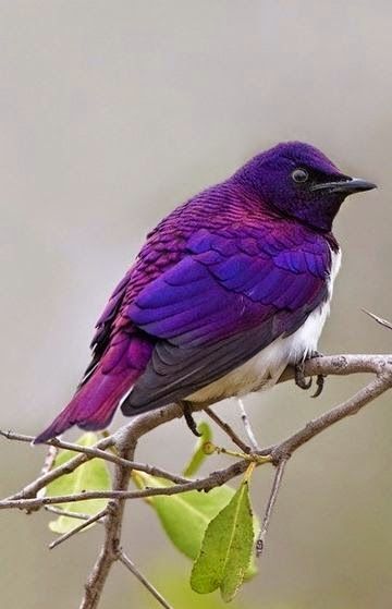 Instantly turn any picture into a palette with ColorSnap, created for you by Sherwin-Williams. Purple Martin, Purple Bird, Kinds Of Birds, Airbrush Art, Nature Birds, All Birds, Exotic Birds, Pretty Birds, Starling