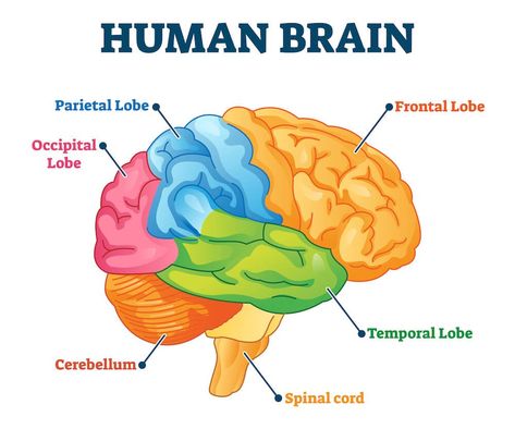 Anatomy Labeled, Human Brain Diagram, Brain Diagram, Brain Vector, Brain Parts, Human Illustration, Brain Drawing, Occipital Lobe, Drawing Anatomy