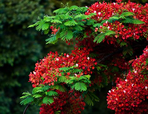 Saint Kitts and Nevis / San Cristóbal y Nieves:  royal poinciana, flamboyant / flamboyán, framboyán (Delonix regia)  http://en.wikipedia.org/wiki/Royal_Poinciana  http://es.wikipedia.org/wiki/Delonix_regia Delonix Regia, Royal Poinciana, Flame Tree, Nature Photography Flowers, Garden Help, Tree Seeds, Unique Trees, Nature Garden, Flowering Trees