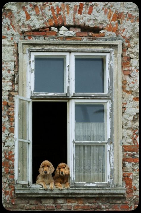 Old Brick Building, An Open Window, Dog Window, Cottage Windows, Heartwarming Pictures, English Cocker, Old Windows, Brick Building, Open Window