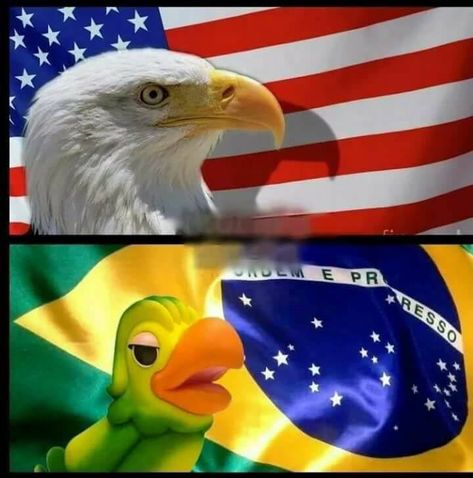 Brazil Meme, English Memes, Soccer Memes, Cute Snake, Vs The World, Fnaf Memes, Top Memes, Gorillaz, Funny Faces