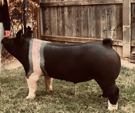 Hampshire Pig Breed, Show Hogs, Show Pig Names, Show Pig Aesthetic, Show Pig Pen Ideas, Show Pigs Tips, Livestock Outfits, 4h Pigs, Show Pigs