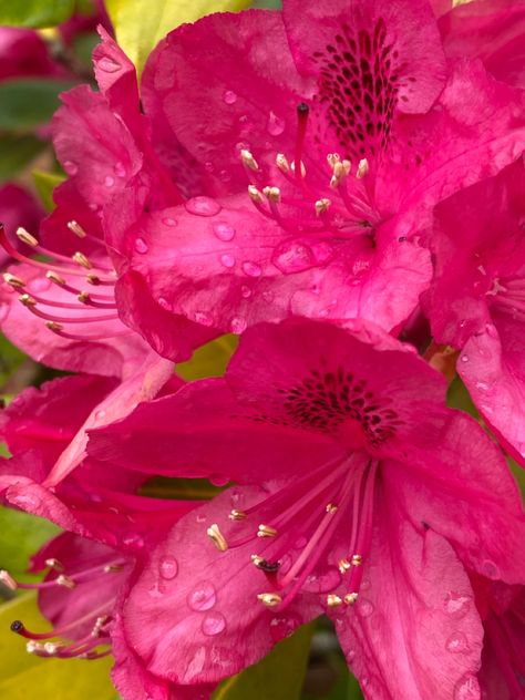 Queen Poppy Trolls, Bright Pink Aesthetic, Aesthetic Disco Ball, Poppy Aesthetic, Neon Pink Aesthetic, July Planner, Rhododendron Flower, Flower Header, Mary Macdonald