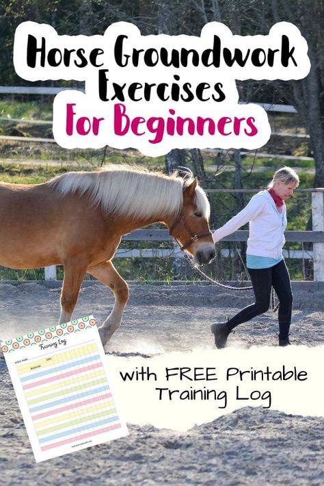 Horse Lessons Beginner, How To Train Your Horse, Ground Exercises For Horses, Daily Horse Care Routine, Horse Bonding Exercises, Ground Work For Horses Exercises, Horse Groundwork Exercises, Horse Stretching Exercises, Horse Ownership For Beginners