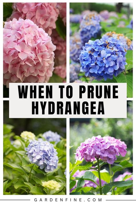 How To Prune Hydrangeas, When To Plant Hydrangeas, Hydrangea Pruning, Grow Hydrangea, Prune Hydrangeas, When To Prune Hydrangeas, Pruning Hydrangeas, Big Leaf Hydrangea, Hydrangea Shrub